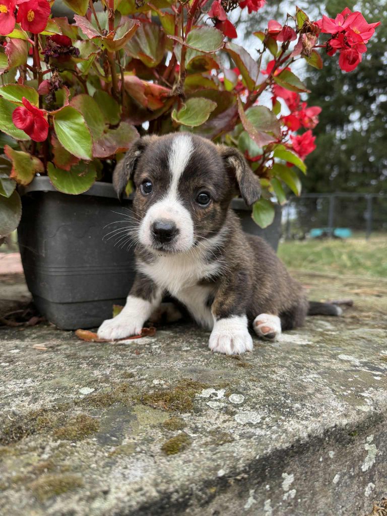 Marie-thérèse Markovic - Chiots disponibles - Welsh Corgi Cardigan