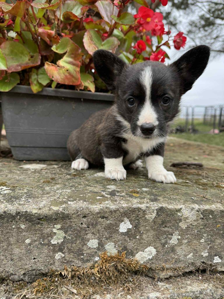 Marie-thérèse Markovic - Chiots disponibles - Welsh Corgi Cardigan