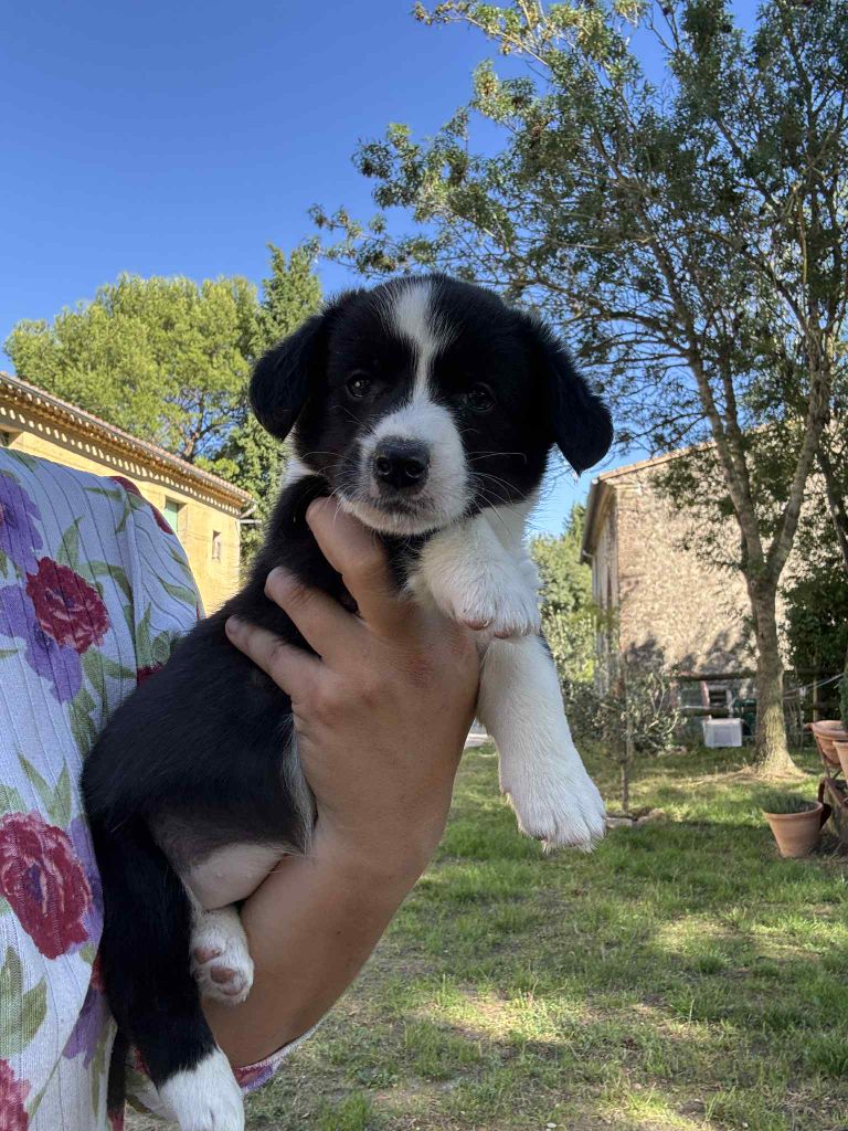 Marie-thérèse Markovic - Chiots disponibles - Welsh Corgi Cardigan