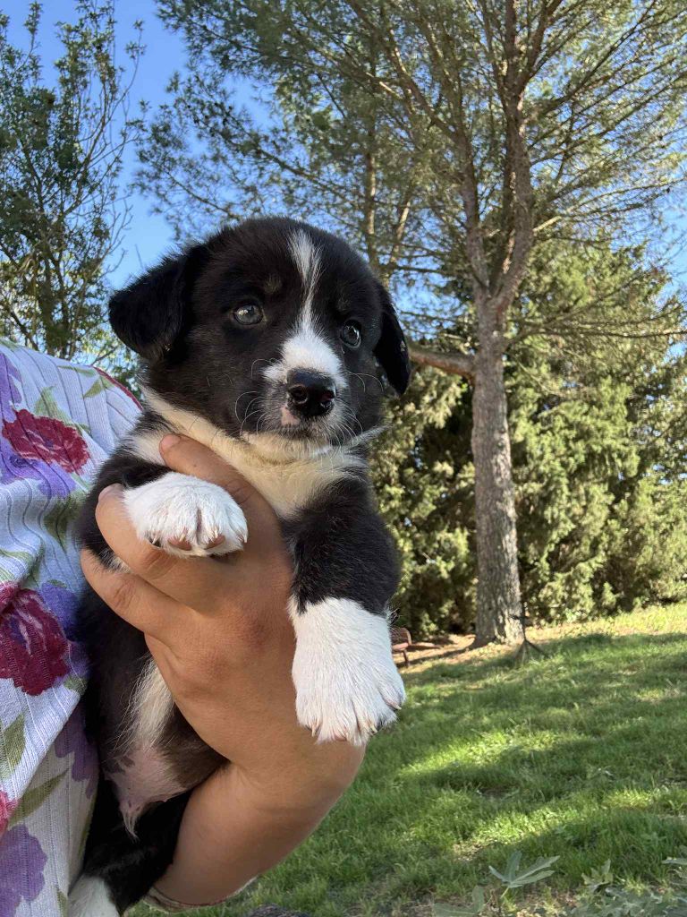 Marie-thérèse Markovic - Chiots disponibles - Welsh Corgi Cardigan