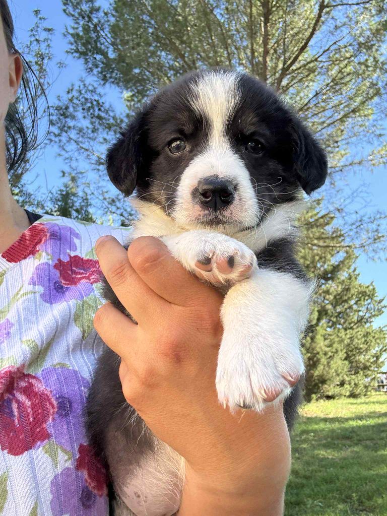 Marie-thérèse Markovic - Chiots disponibles - Welsh Corgi Cardigan