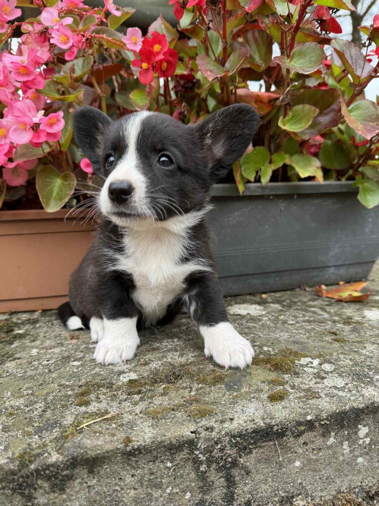 Marie-thérèse Markovic - Chiots disponibles - Welsh Corgi Cardigan