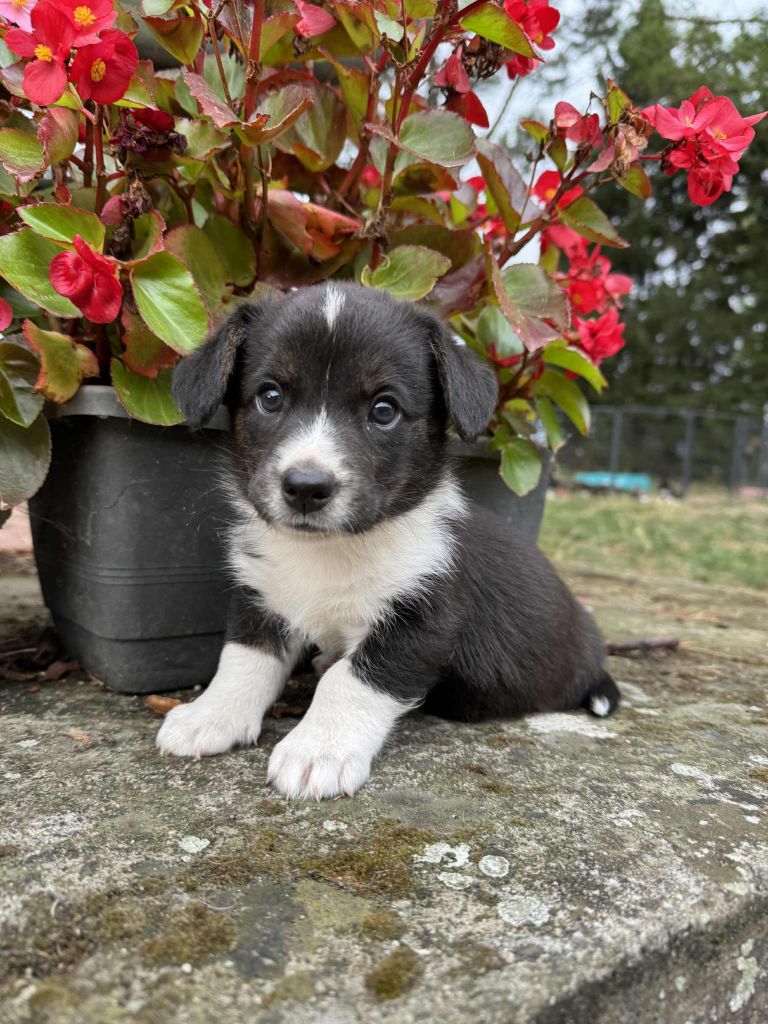 Marie-thérèse Markovic - Chiots disponibles - Welsh Corgi Cardigan