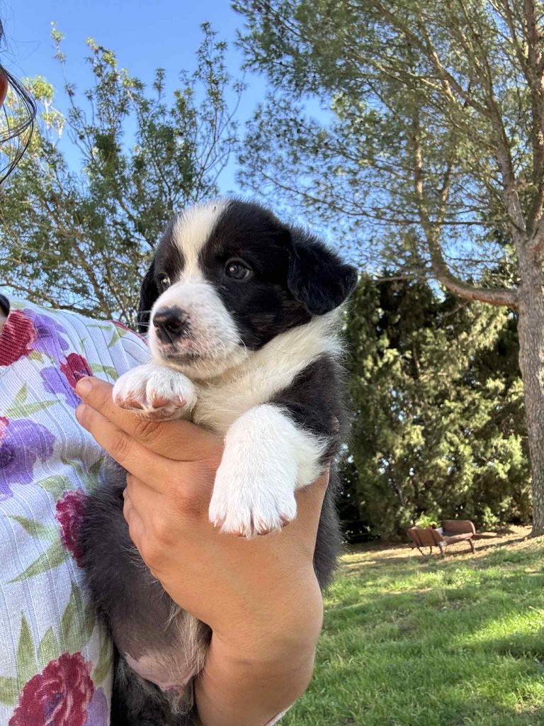 Marie-thérèse Markovic - Chiots disponibles - Welsh Corgi Cardigan