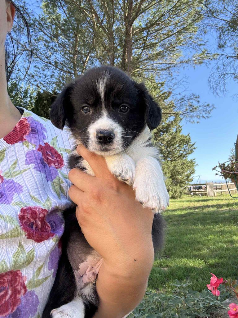 Marie-thérèse Markovic - Chiots disponibles - Welsh Corgi Cardigan