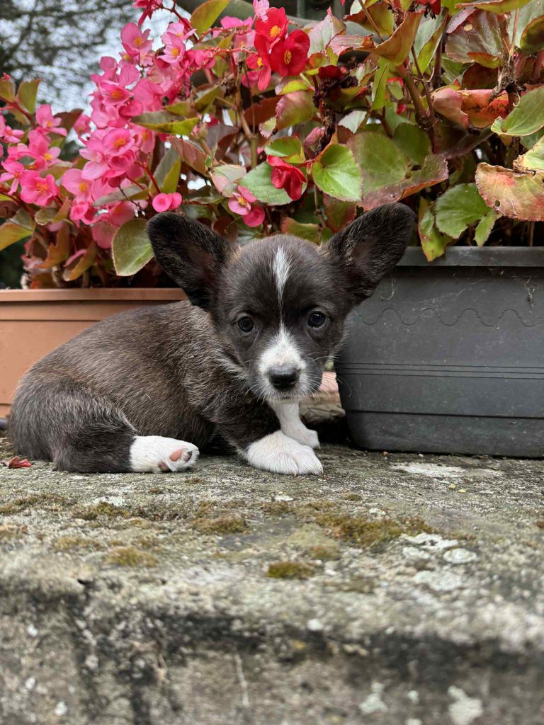 Marie-thérèse Markovic - Chiots disponibles - Welsh Corgi Cardigan