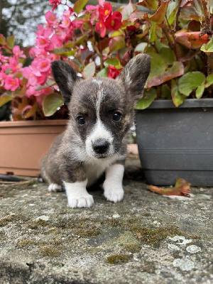 CHIOT 3