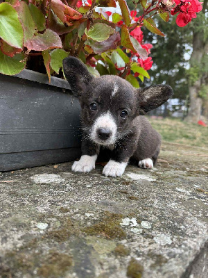 CHIOT 7