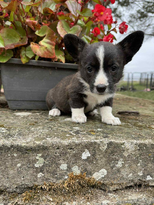 CHIOT 9