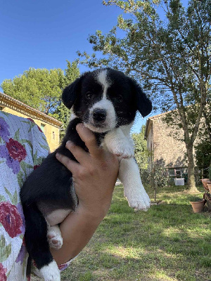 CHIOT 9