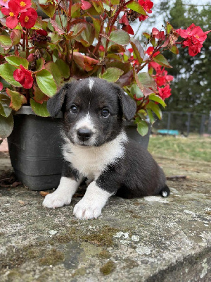 CHIOT 4