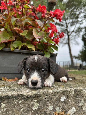 CHIOT 5