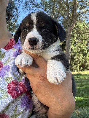CHIOT 5