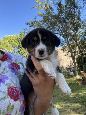 CHIOT 7