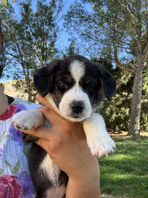 CHIOT 6