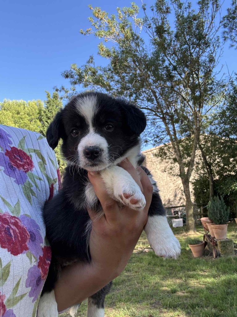 Marie-thérèse Markovic - Chiots disponibles - Welsh Corgi Cardigan
