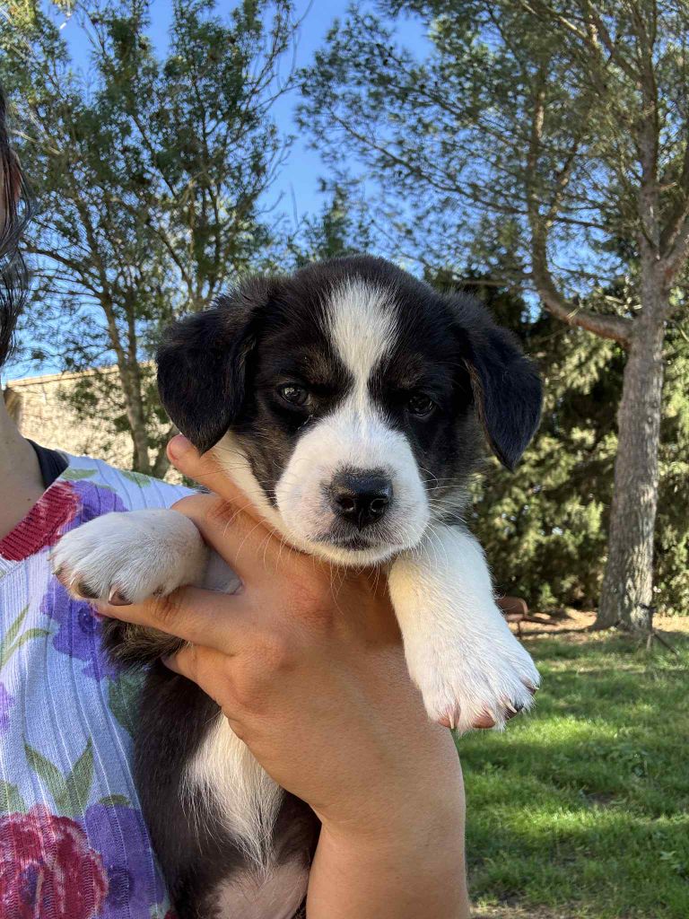 Marie-thérèse Markovic - Chiots disponibles - Welsh Corgi Cardigan