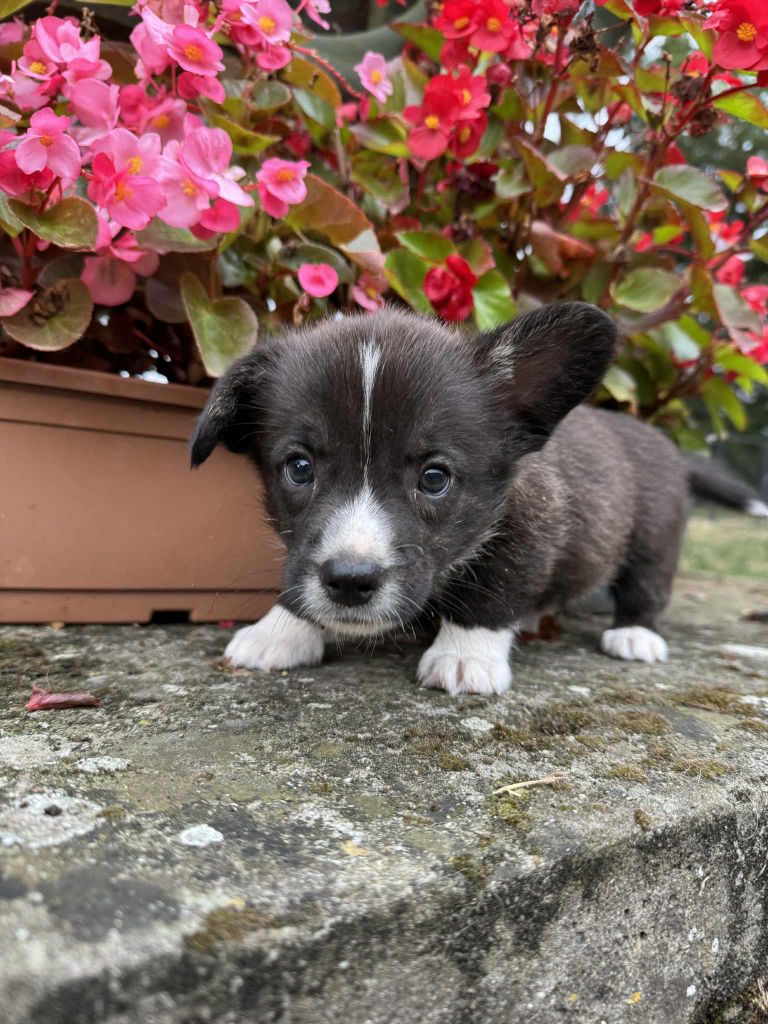 Marie-thérèse Markovic - Chiots disponibles - Welsh Corgi Cardigan